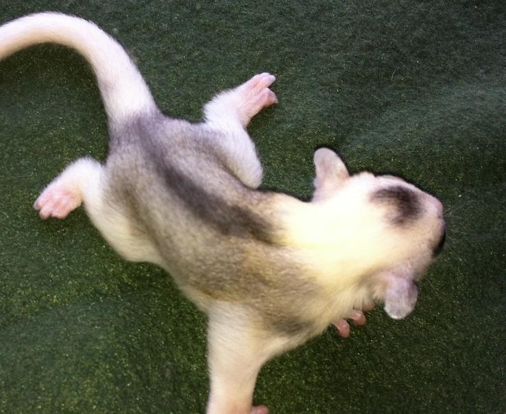 Hoobly sugar deals gliders